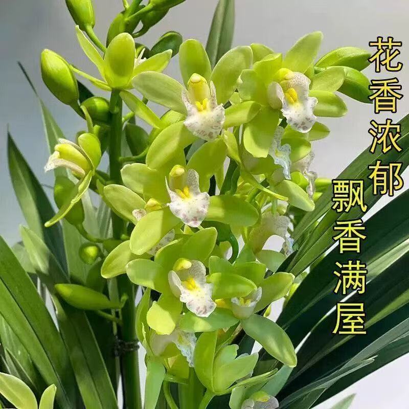  香水香兰高端兰花带花剑浓香型好养易活室内外盆栽
