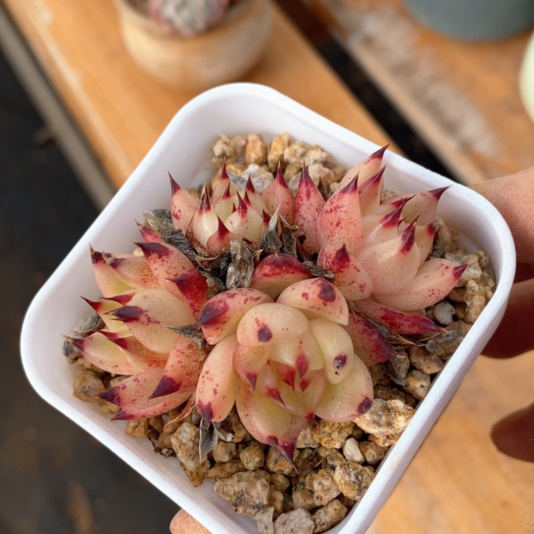 精品多肉一物一拍不包整26