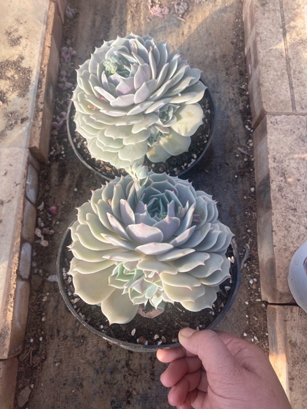 180盆露娜莲单头爆仔多肉植物发2个