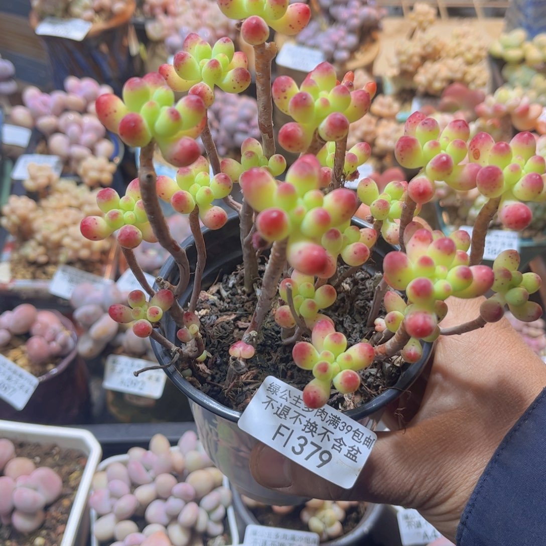 379散拼乙女心多肉