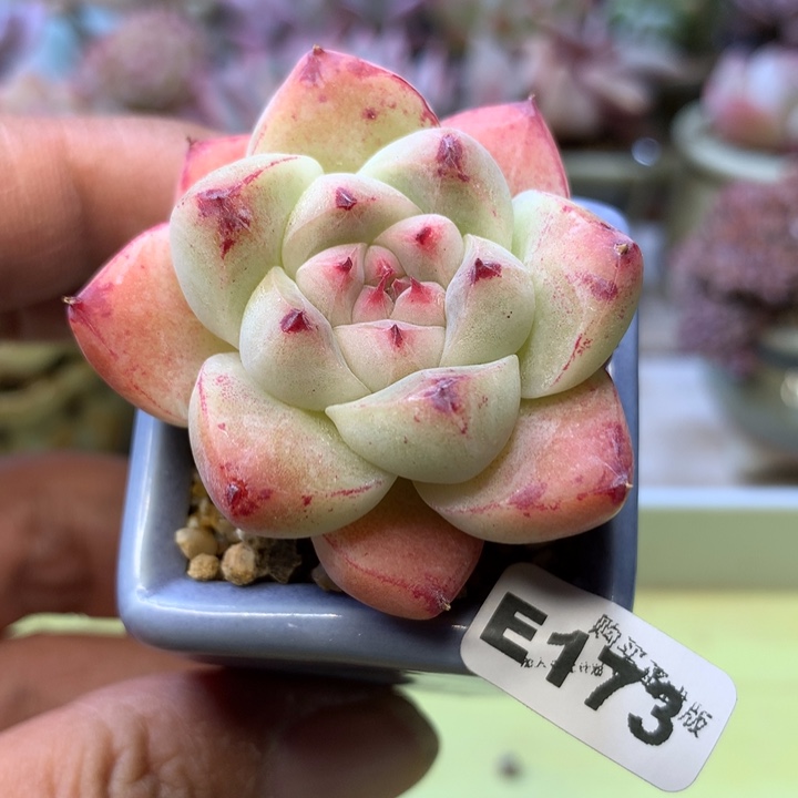 E173一物一拍带盆发