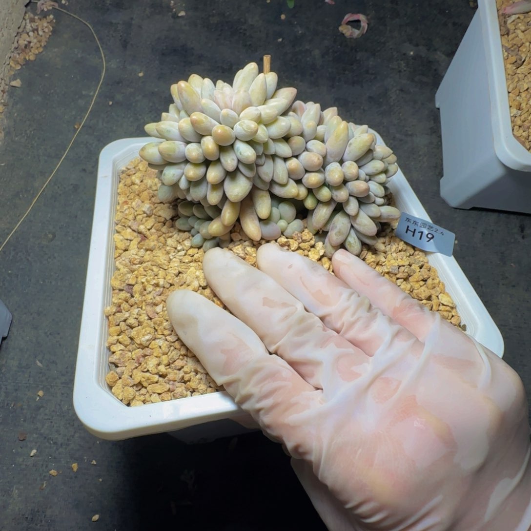 h h h h h h h h h h 19