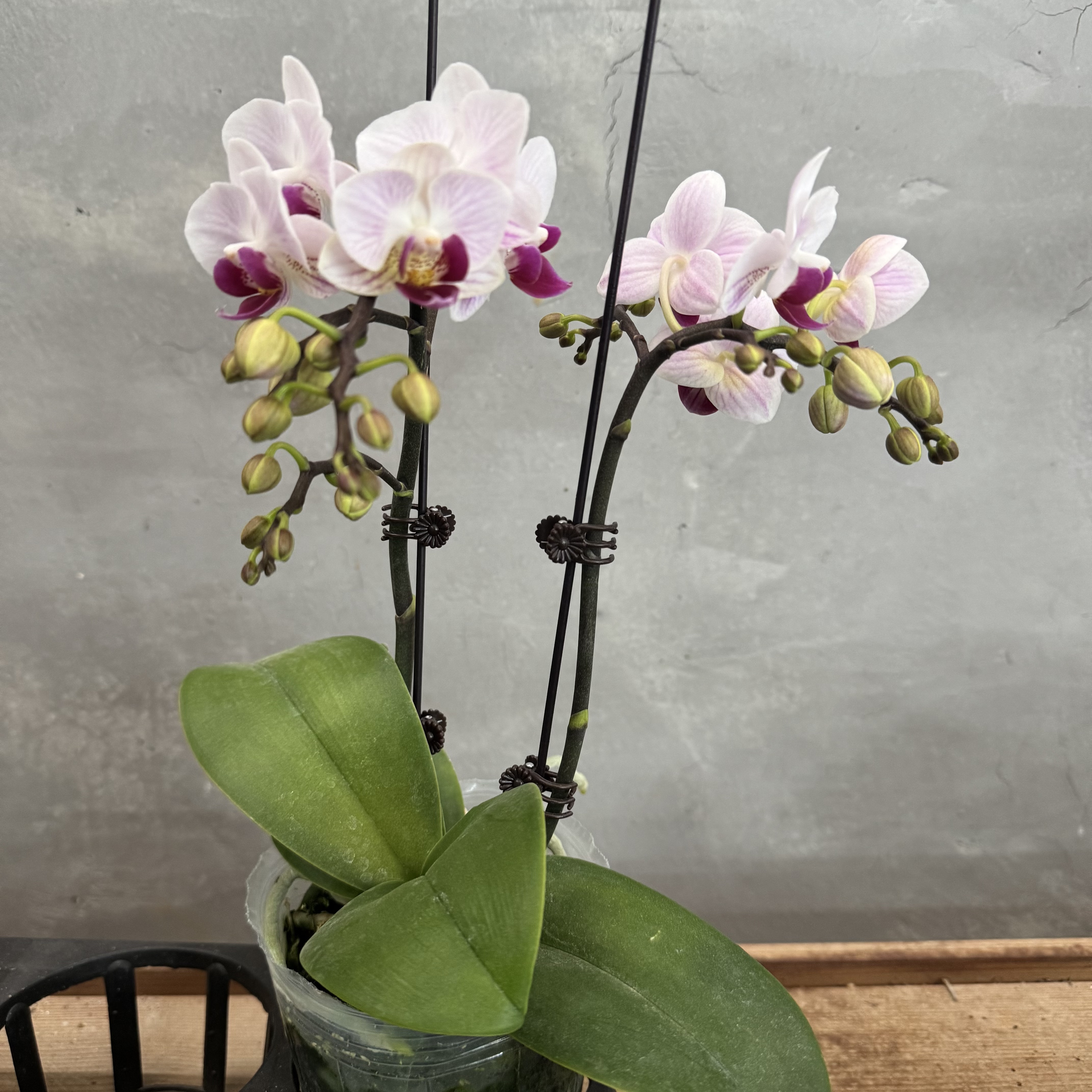 兰博园艺【避风港】3.5寸杯带花发货货