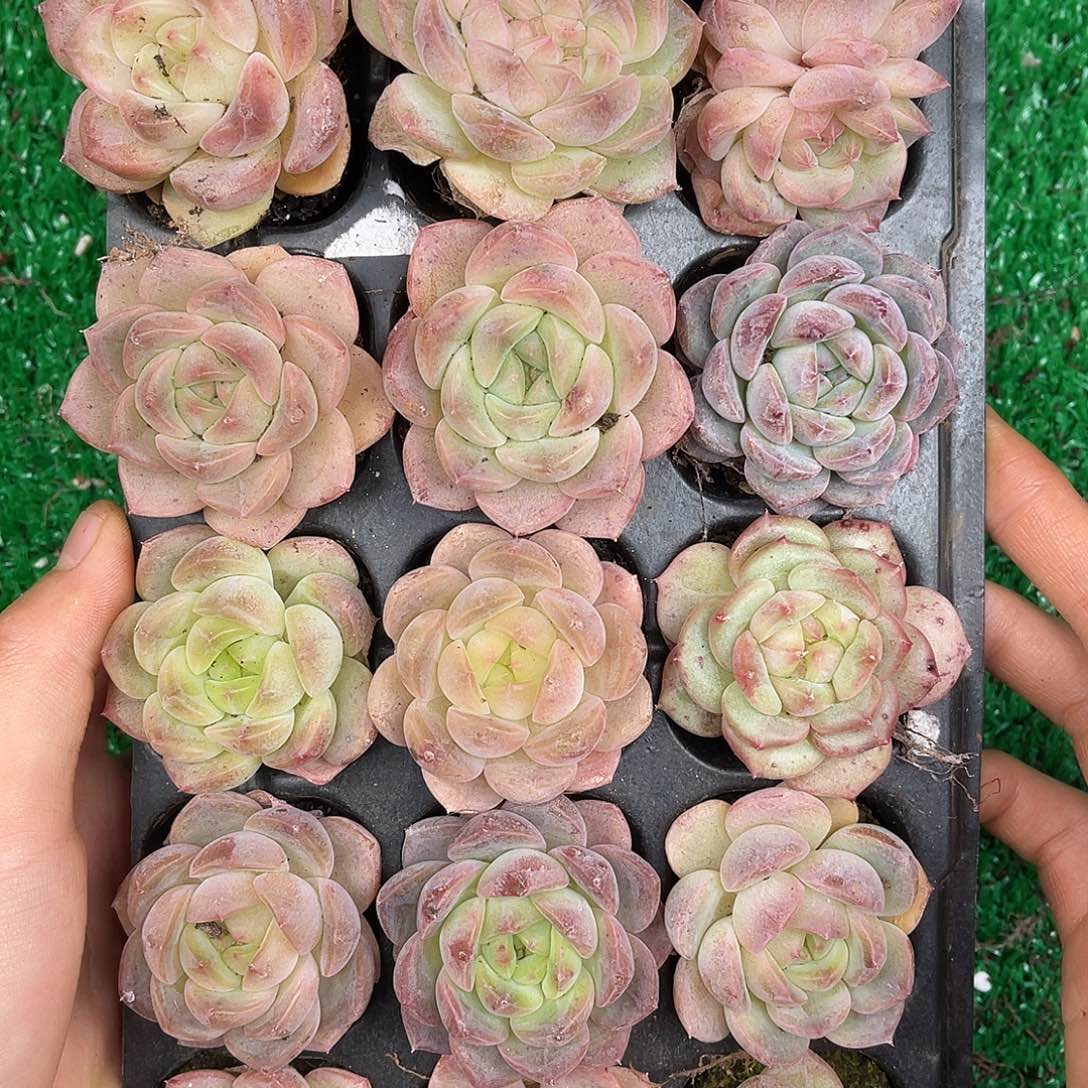 多肉一物一拍31-60