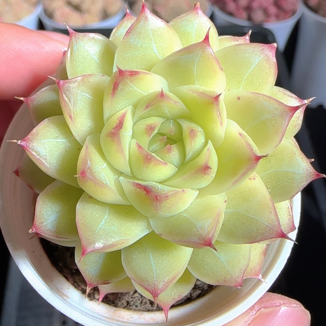 多肉1225-127女王玫瑰