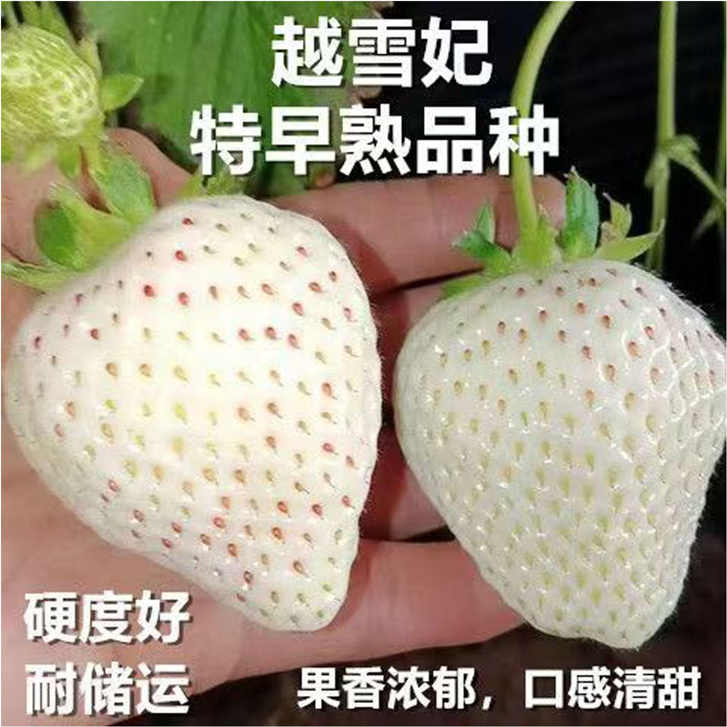 对版发货越雪妃草莓穴盘苗室内外阳台种植