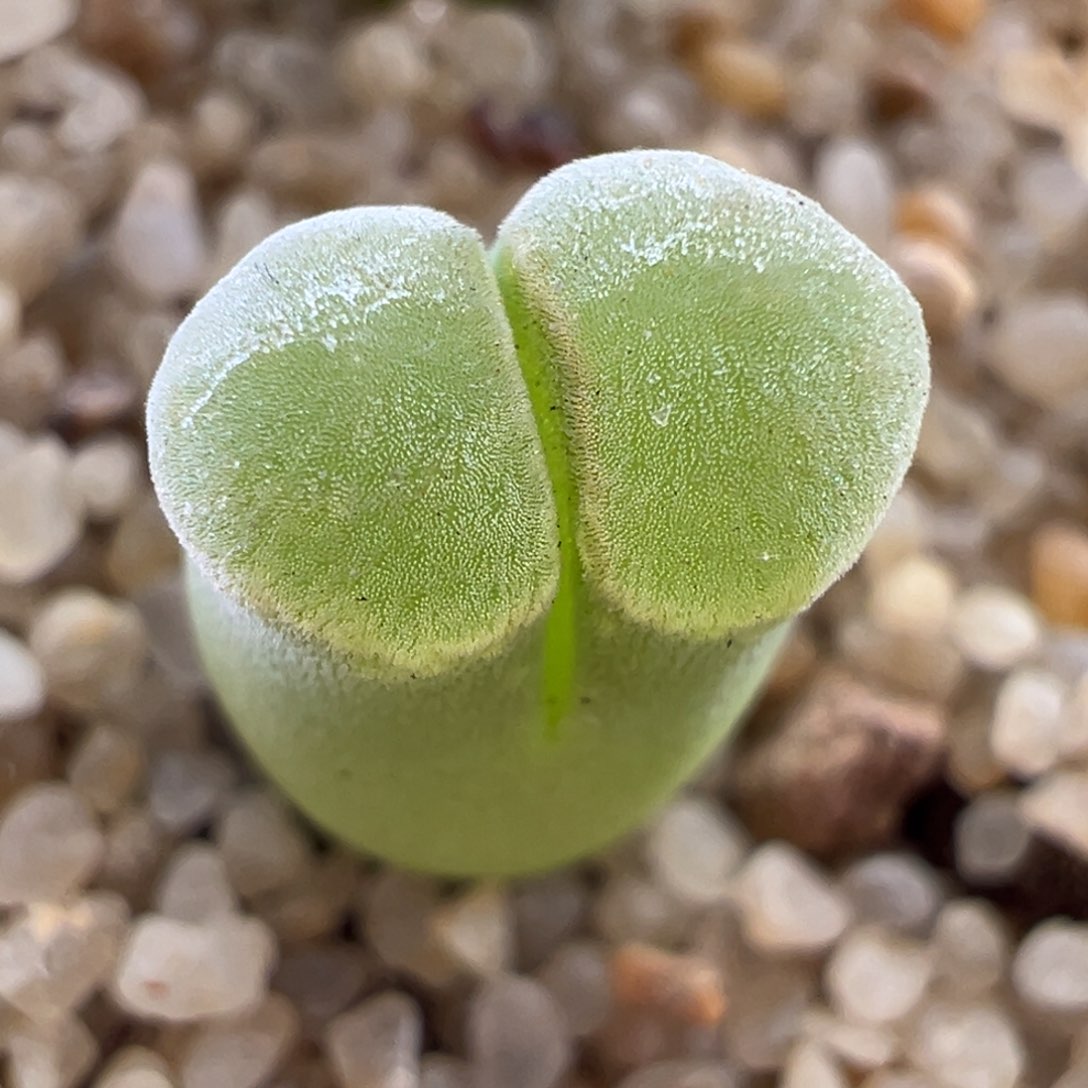 125/1802.7天鹅绒窗。  