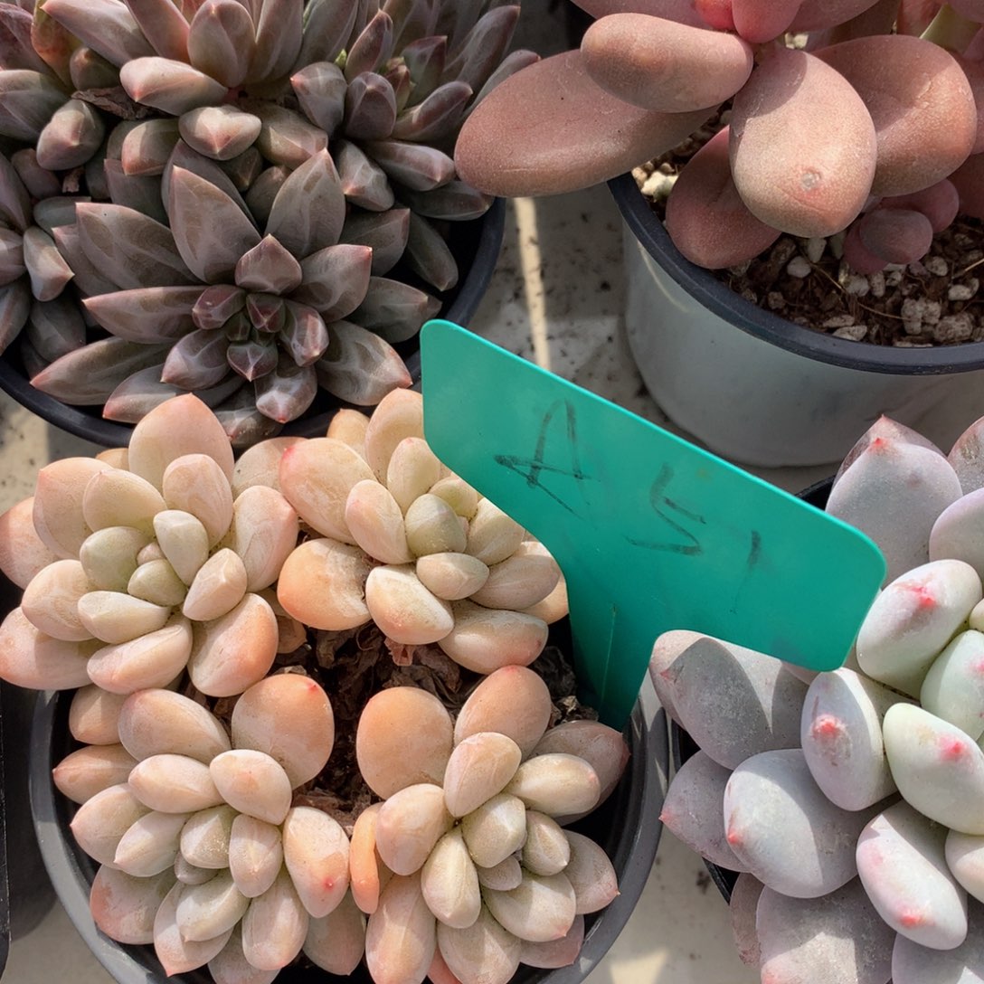 乃样6262626262¥2¥