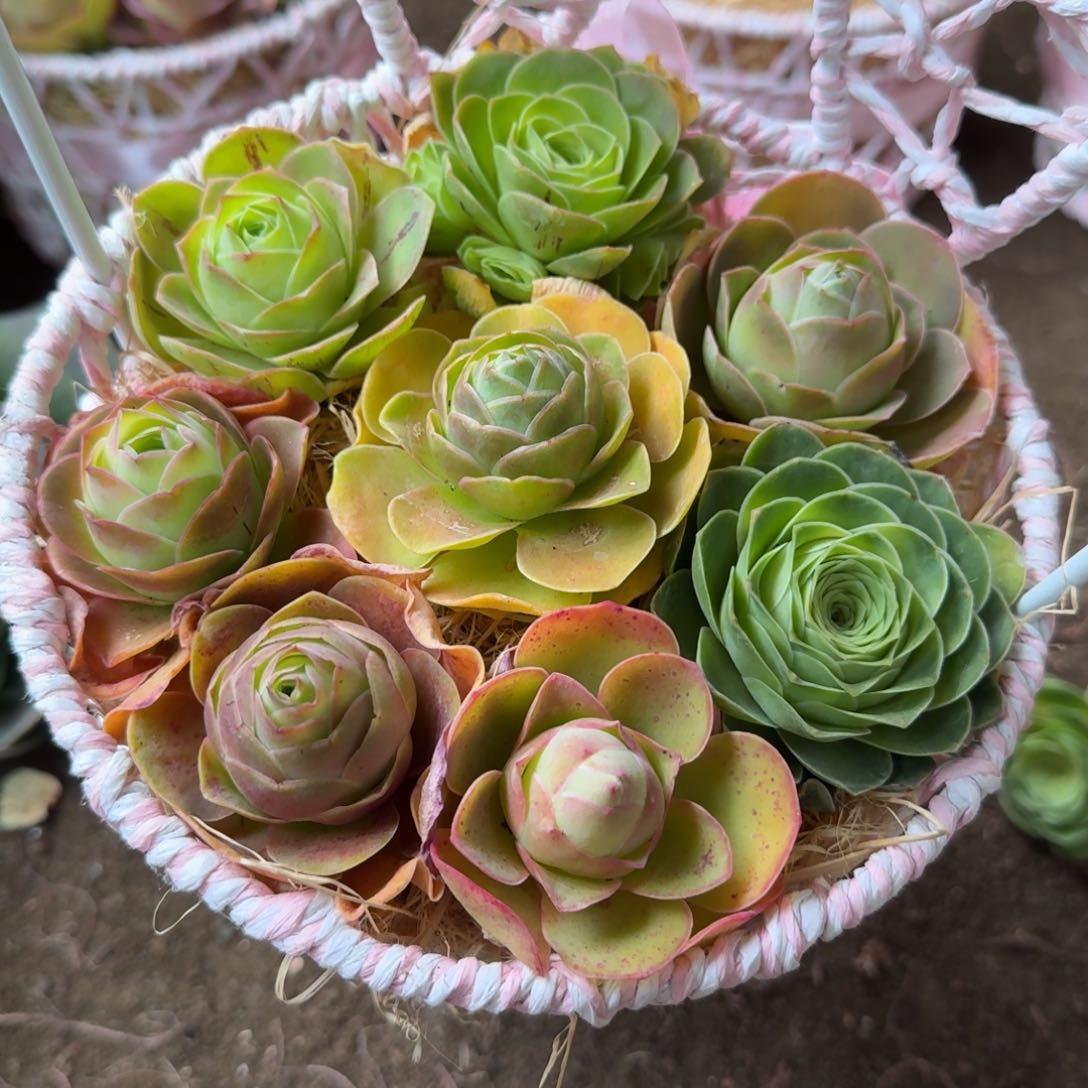 山地玫瑰多肉129号