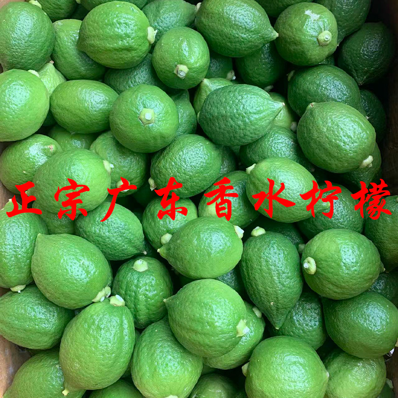 正宗广东香水柠檬新鲜现摘一级果大批发二十斤整箱五十斤装奶茶店