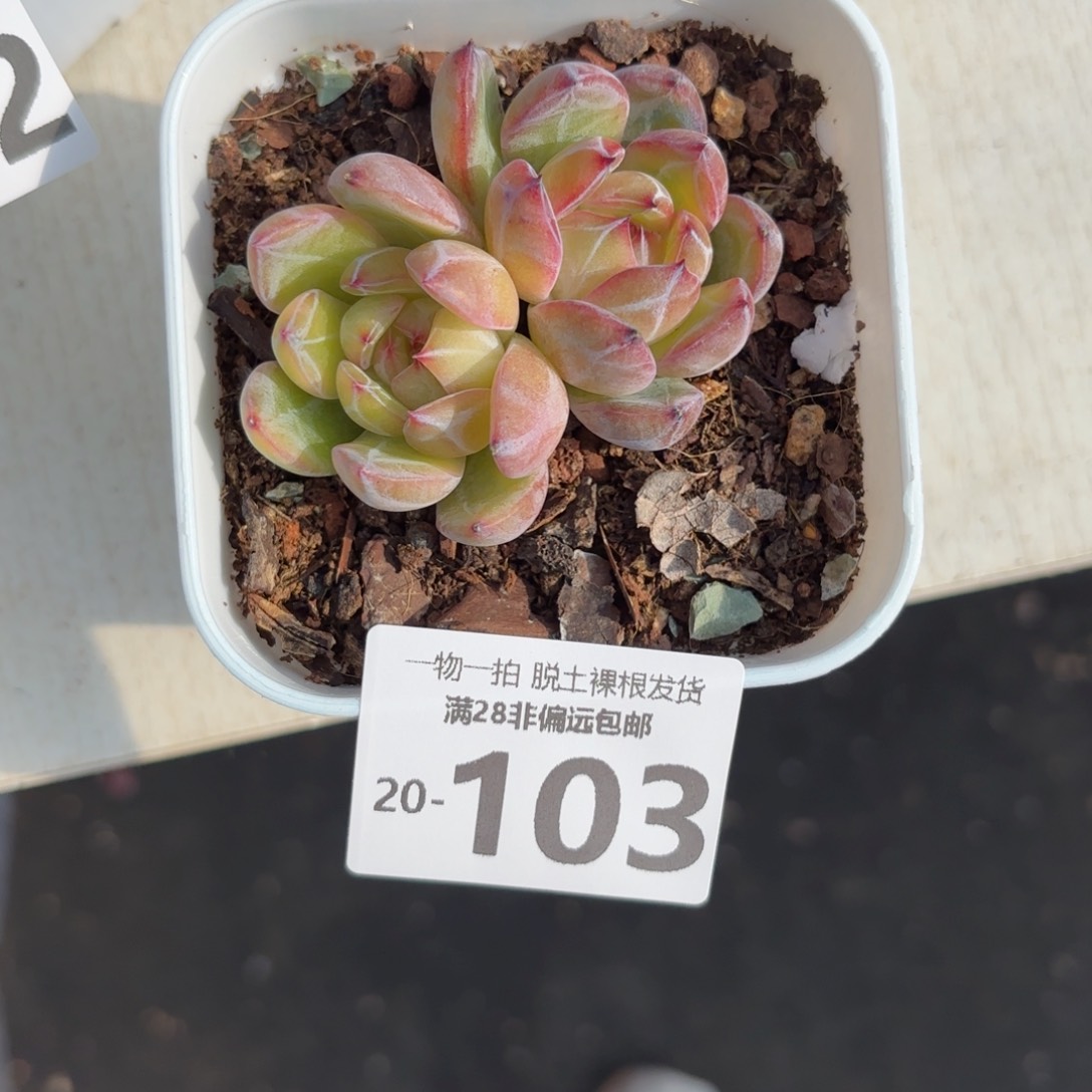 雪花珍妮一物一拍