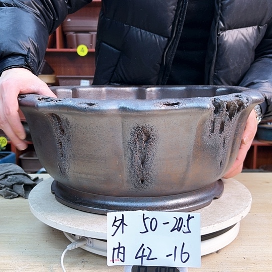 红陶无*紫砂花盆里放的