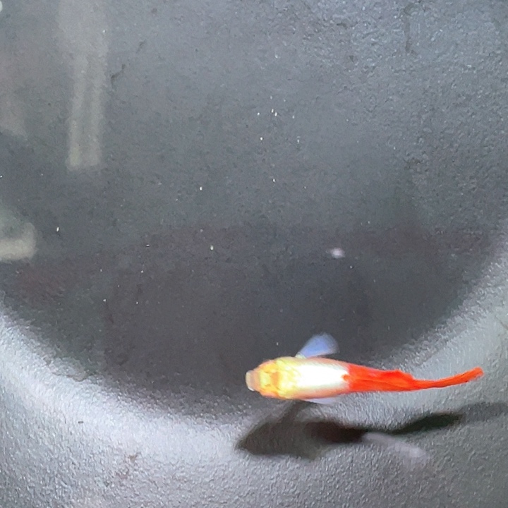 Ö***L孔雀鱼一对新加兰马赛克一对象耳白子一条苗