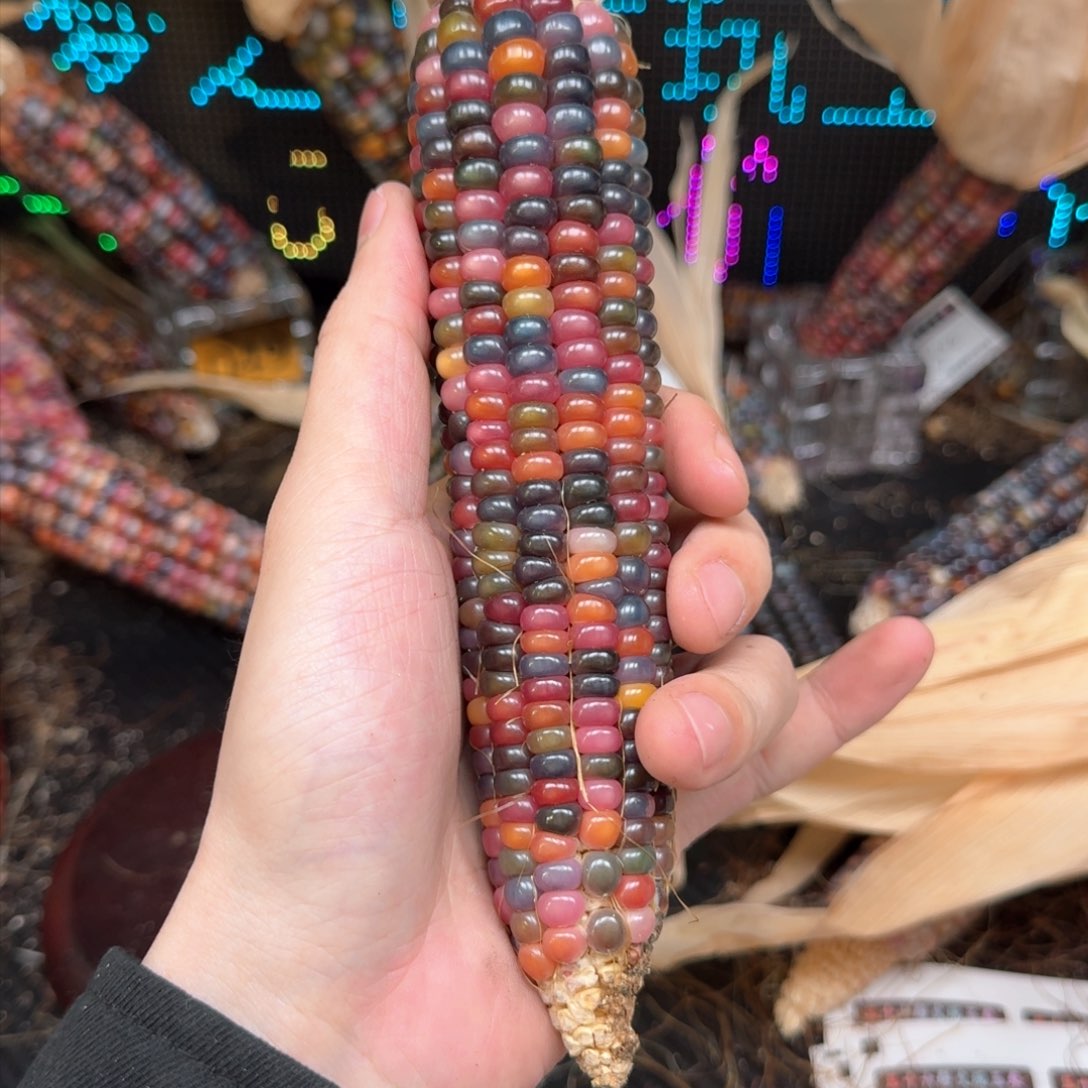 柏香籽/百香籽吊坠?*合