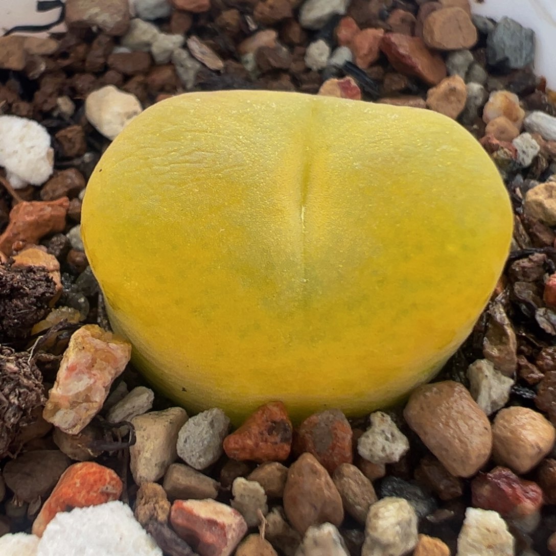 081多肉植物种类多样