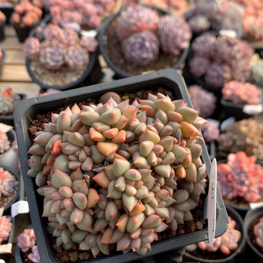 11厘米22头黄金象牙 无砍 362