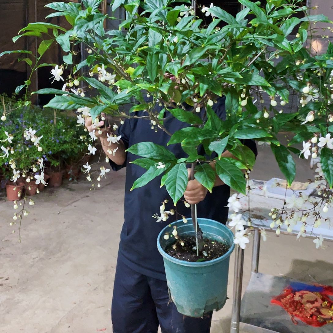 哎***云完全开放不售垂丝茉莉