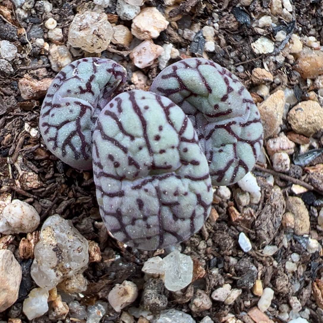 2.7好看的多肉889