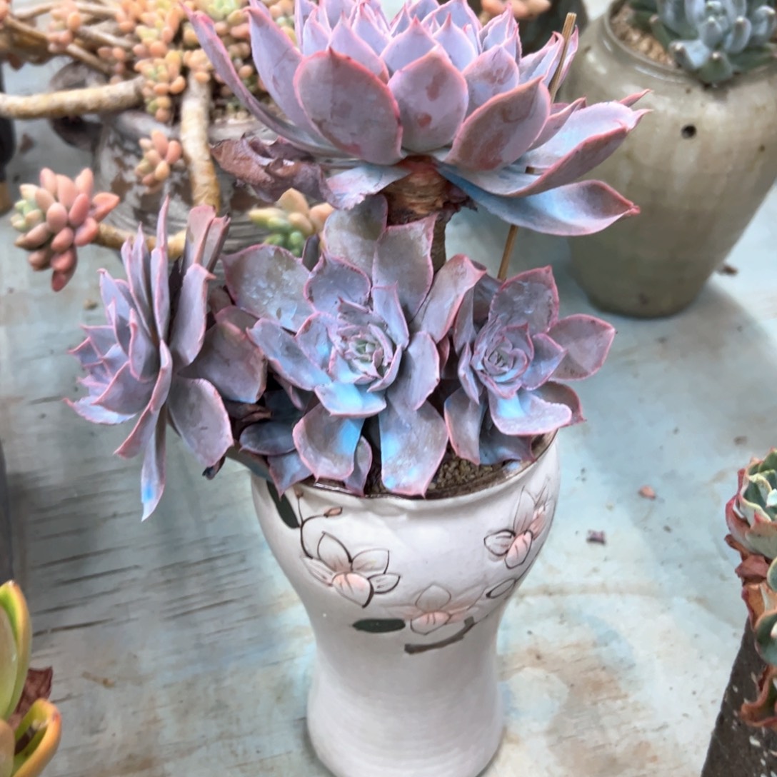 pink68 零零多肉植物