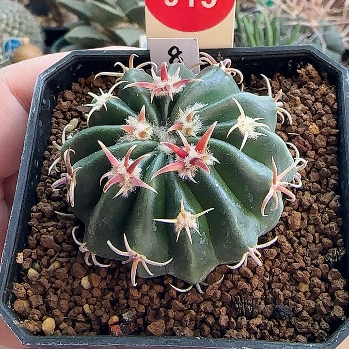 实生武藏凌波4.7cm