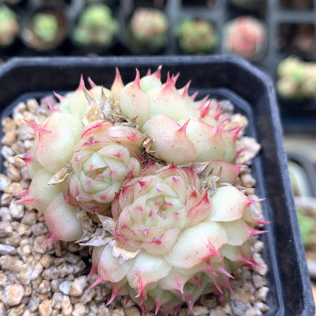 T54 珍妮糖心巫拉拉混合组合