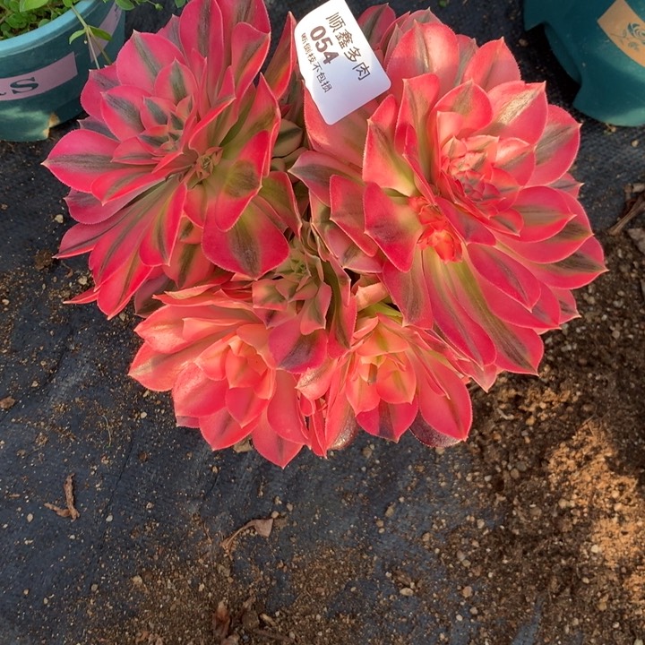 054粉女巫多肉植物