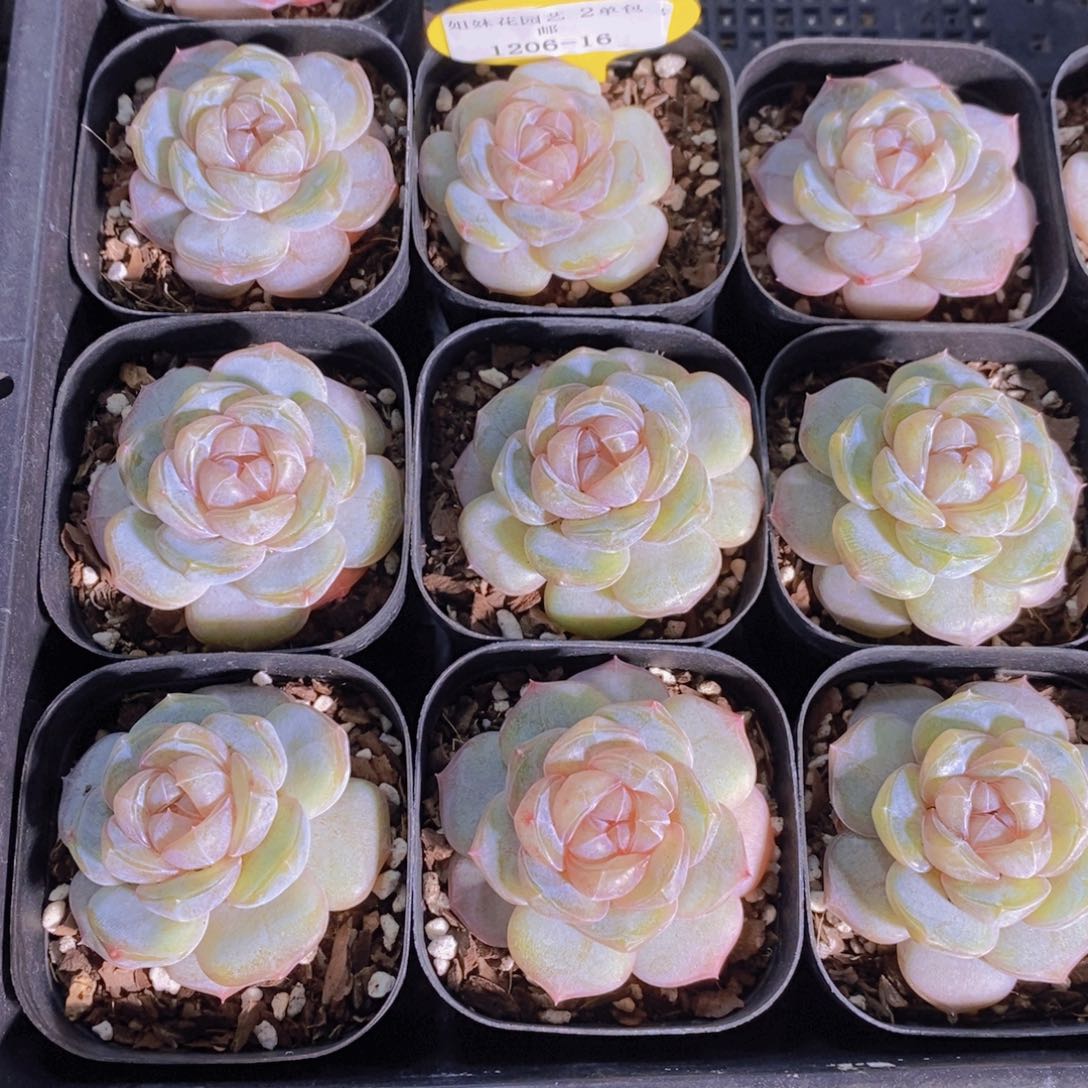 1206-16-精品糖心白兰地单头一个