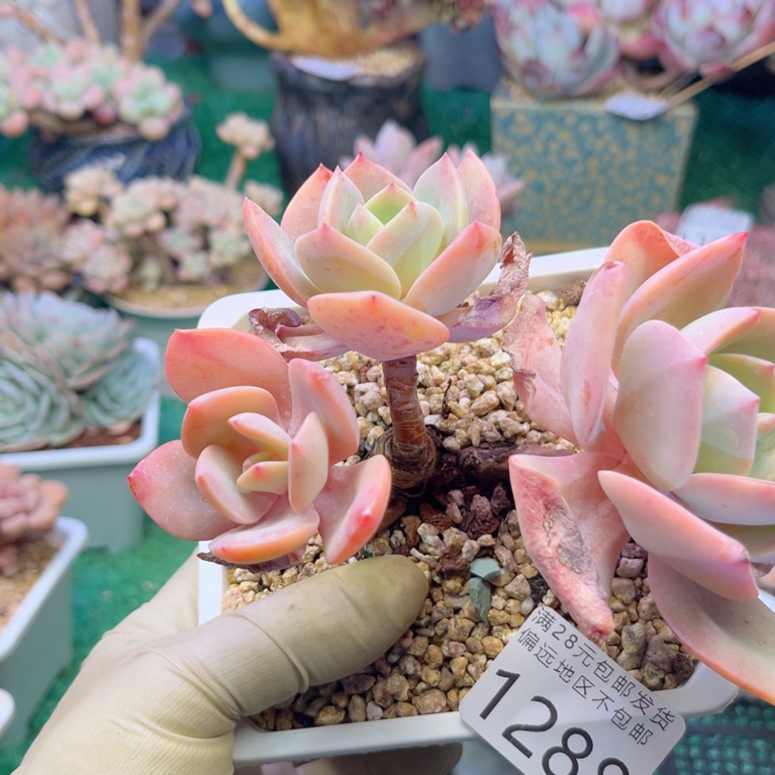 大12888，b d h ch v b n n