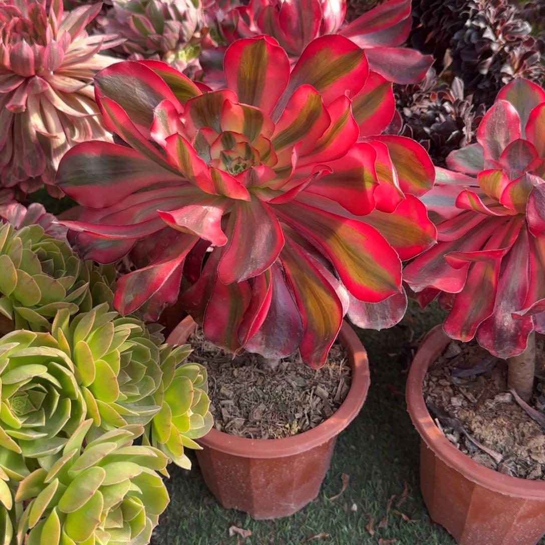 我***呗无花朵巫毒锦大单头