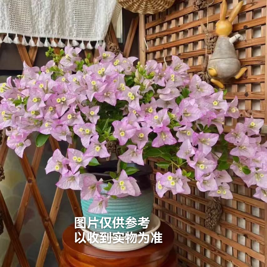 【丽娜】三角梅四季开花植物勤花品种阳台庭院基地直发