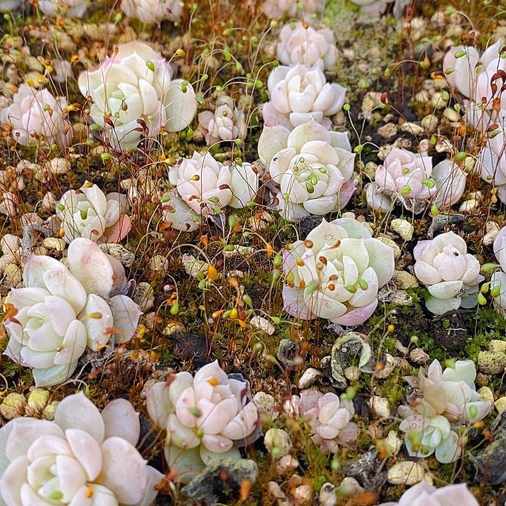 70 多肉植物组合盆栽花卉