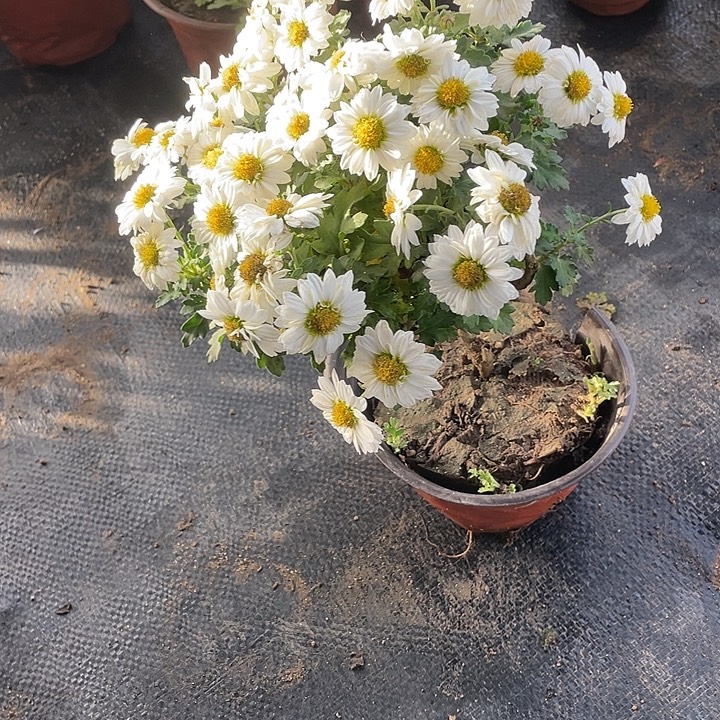 章****25菊花菊花菊花菊花家花花