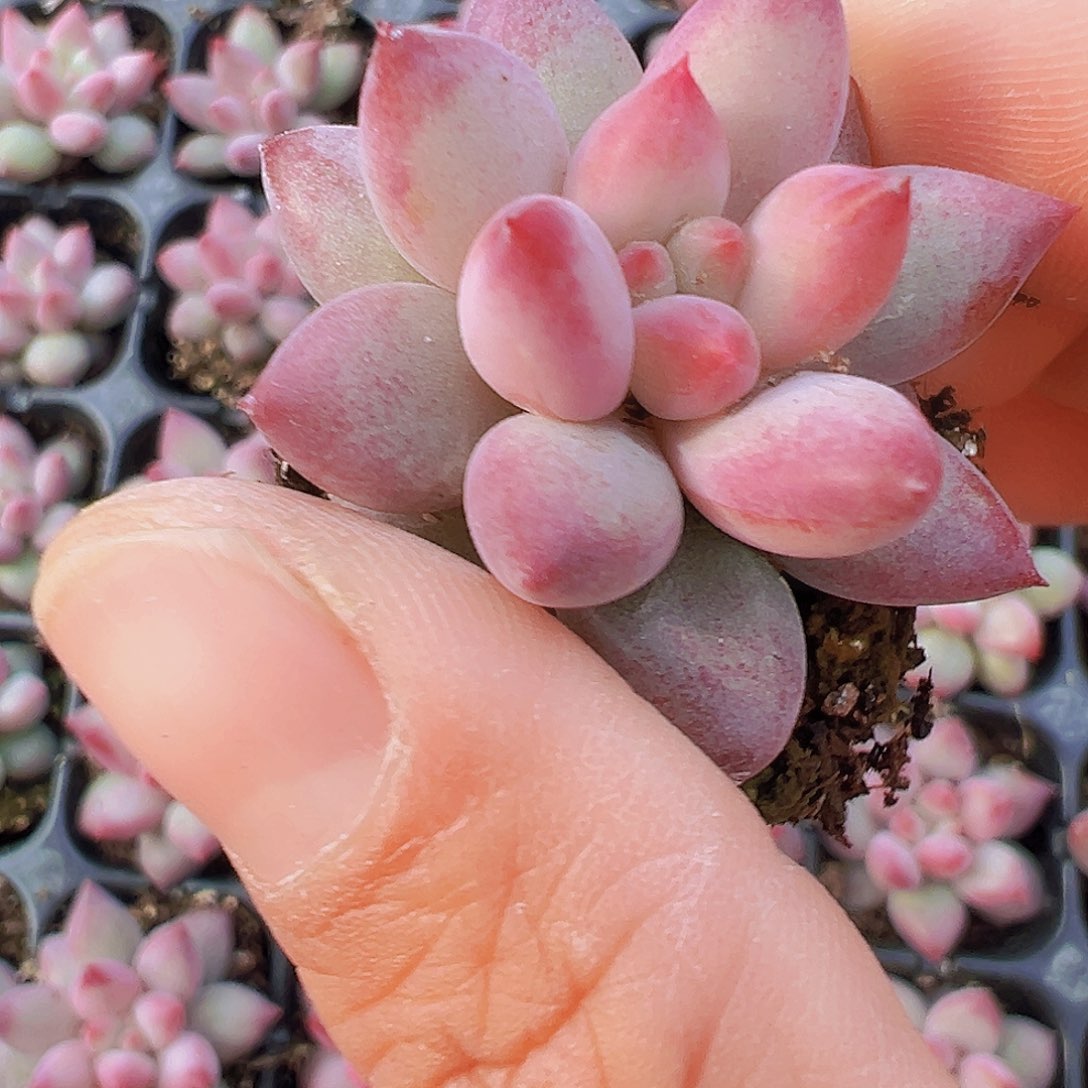 车厘子3颗19包邮多肉