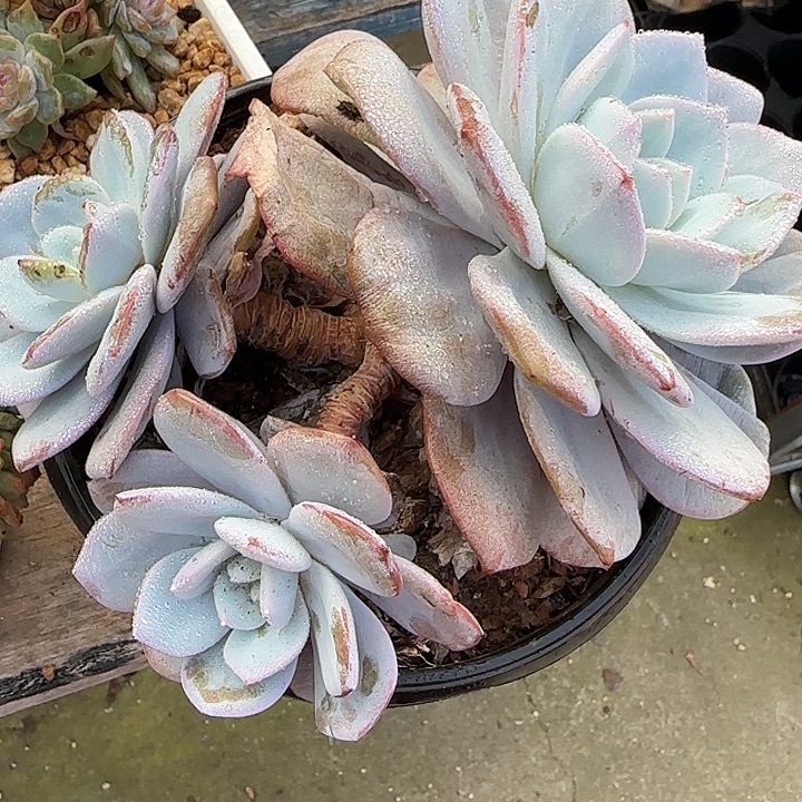 乘***浪青蛙王子儿童牙膏套装11