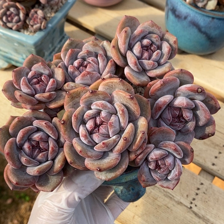 七头高腿短肥圆包紫心