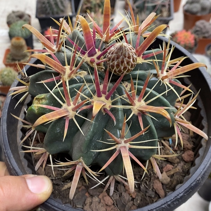 宽刺日出掉刺特价