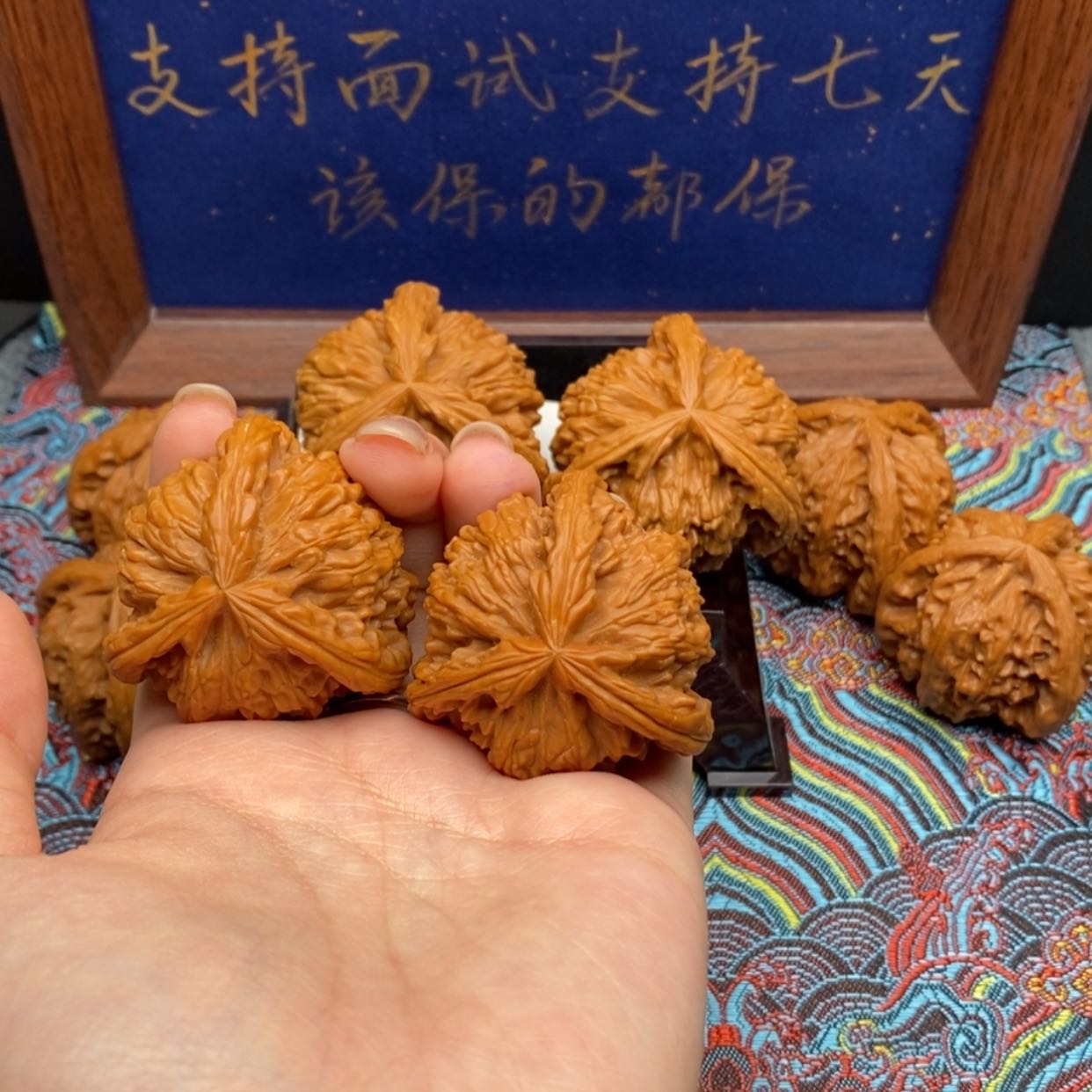 【闪购商品】Z白狮