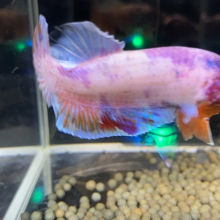 斗鱼黑154号巨丢将军