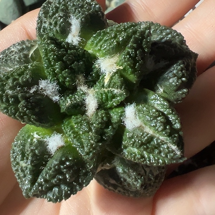 哥斯拉龟甲落地有根199