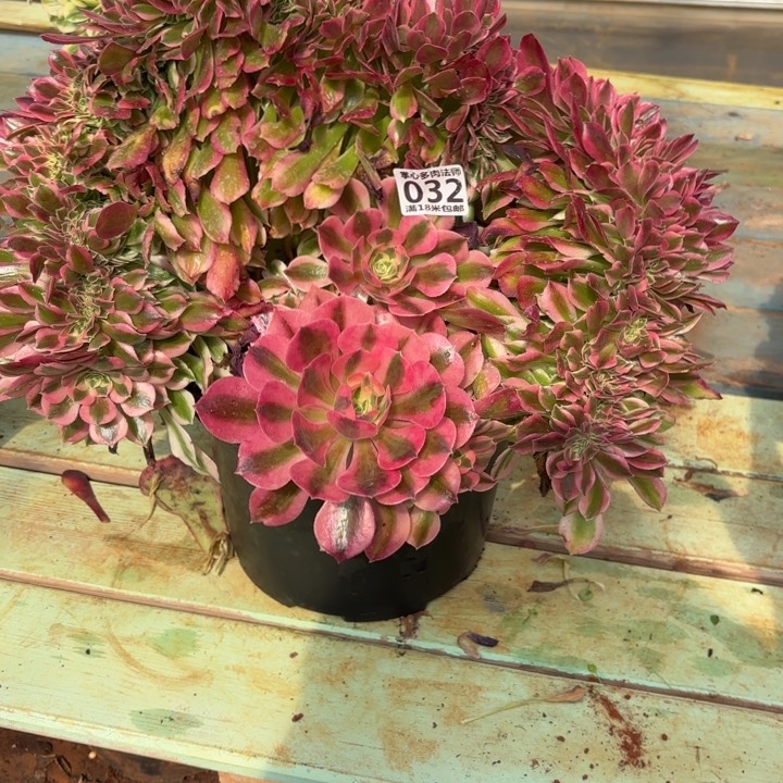 ?**?032女巫缀化掌心多肉法师锦，