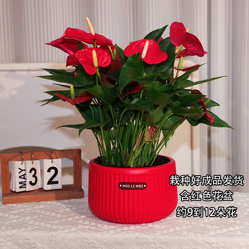 红掌鲜花盆栽绿植花卉室内客厅带花苞好养白掌一帆风顺四季开花商品图