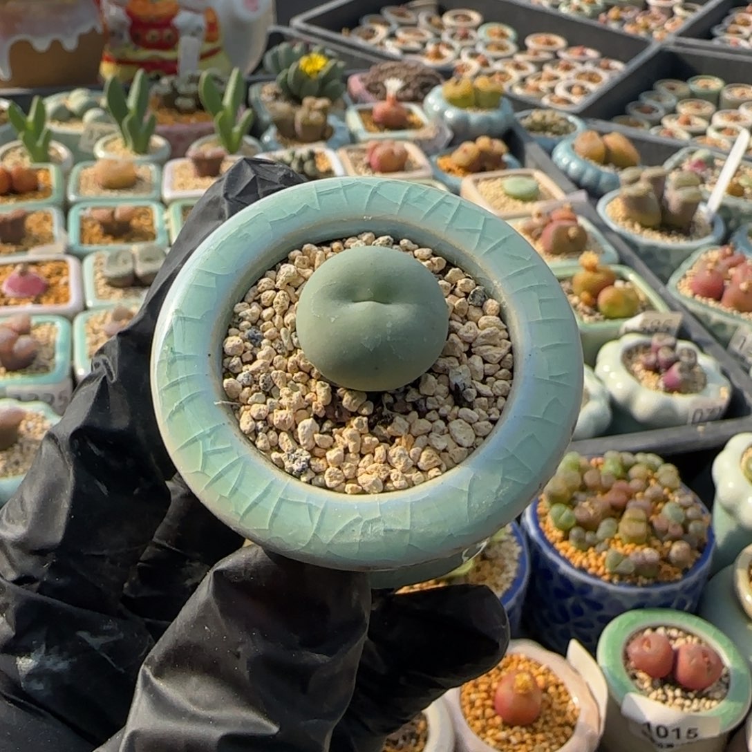 1699-一物一拍  带盆