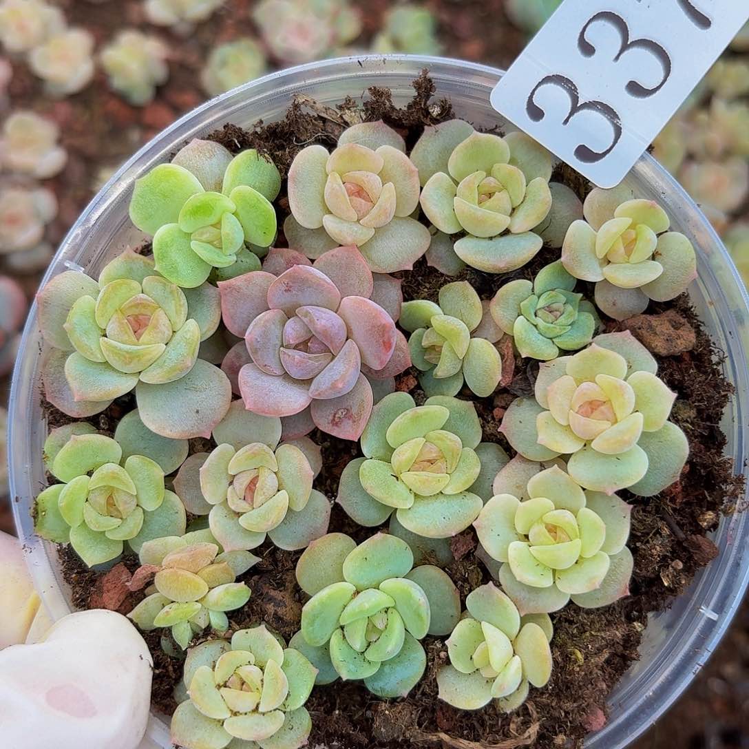 多肉植物多肉植物337