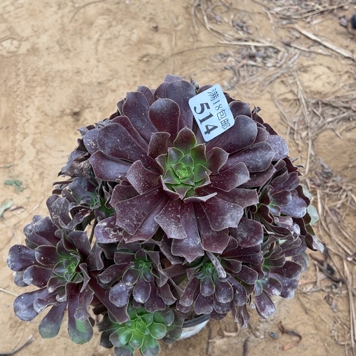 514欧紫打手捧4号