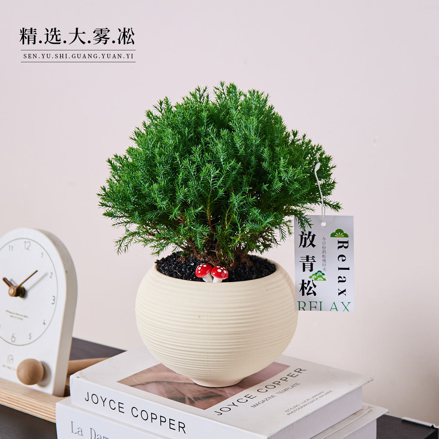 雾松放盆栽客厅办公室室内桌面绿植小盆景四季常青好养活摆件植物