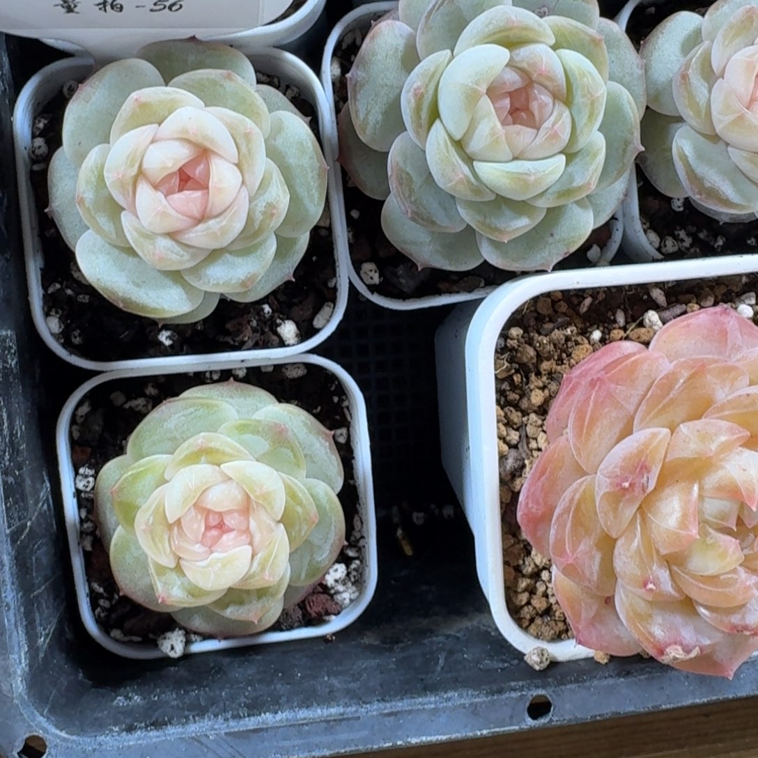 1219-056-粉心一颗量拍