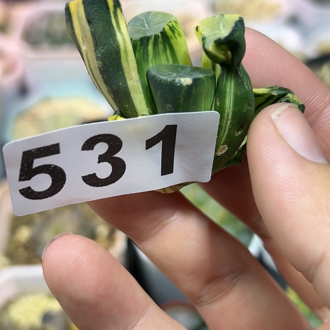 Ms9万象锦十二卷多肉植物