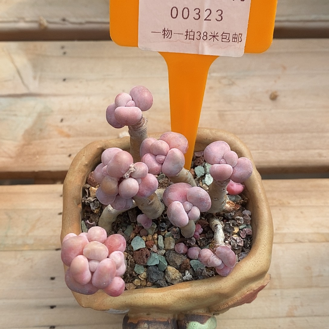 00323册图烤鱼小雨我