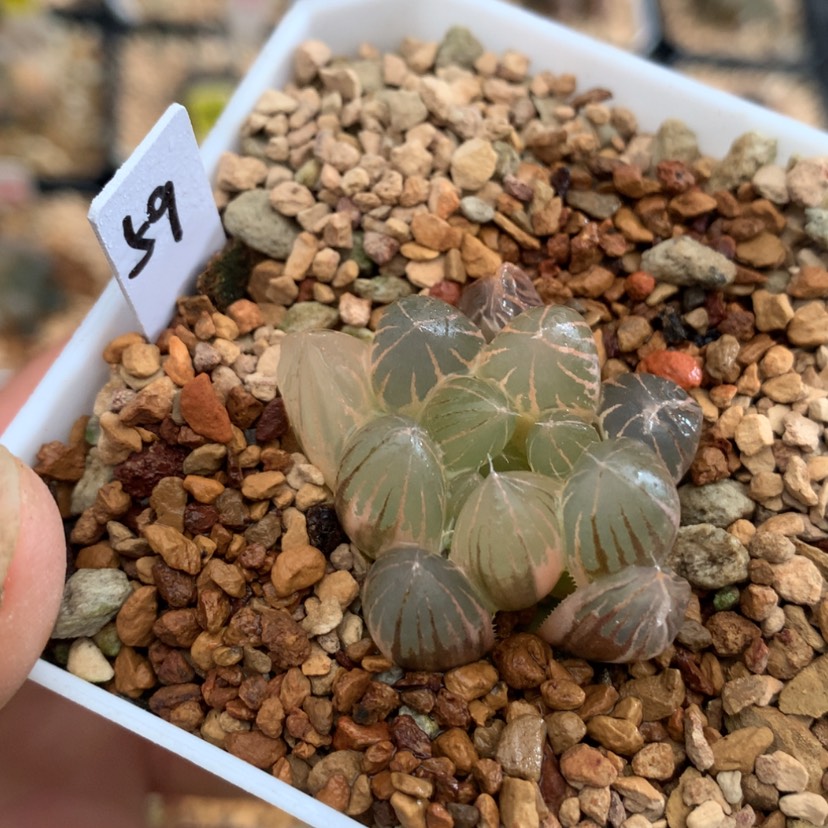 【闪购商品】59霓虹灯玉露