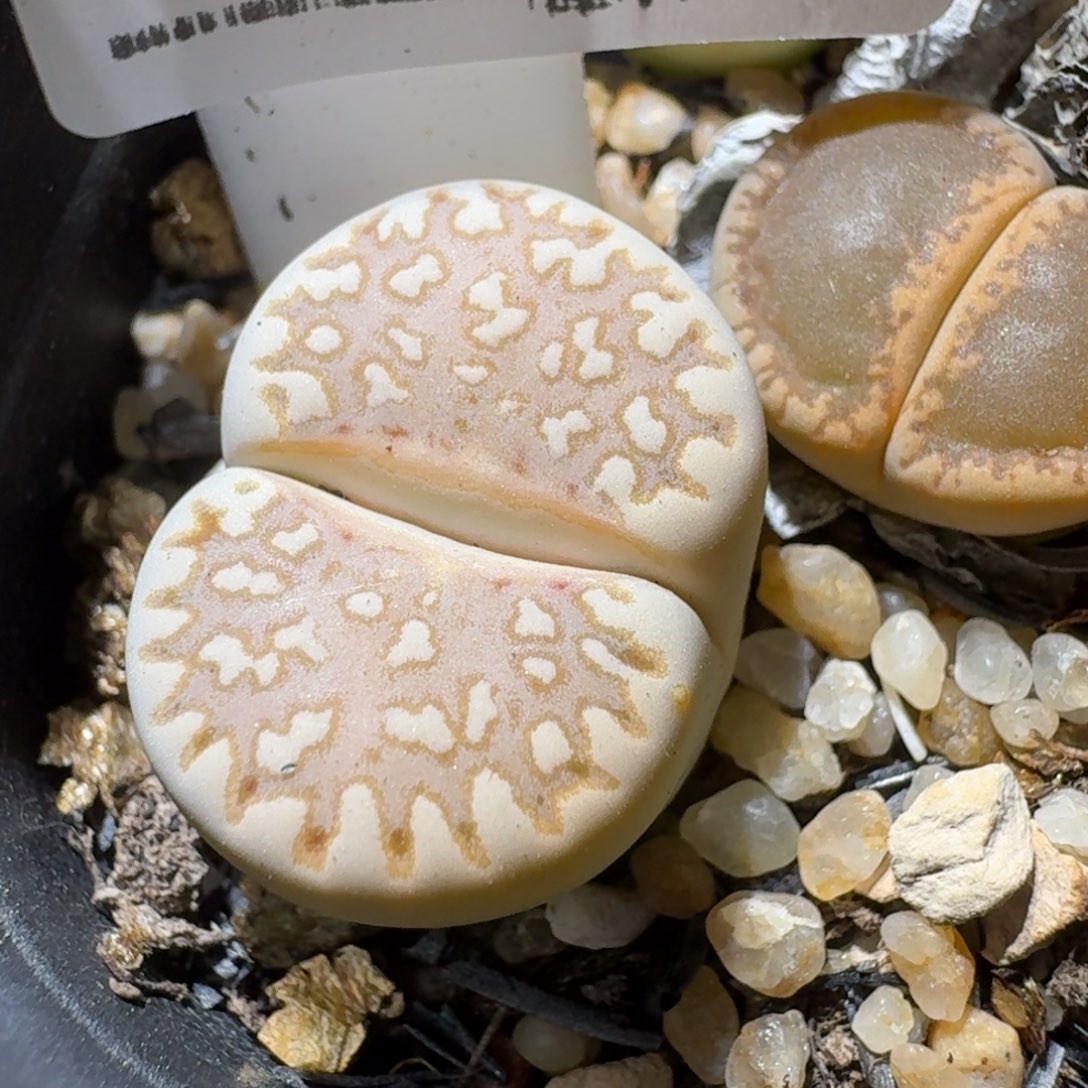 高品质生石花清清清1035